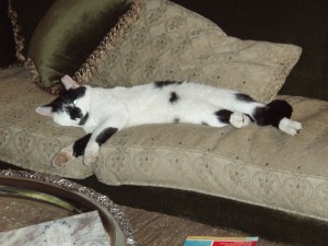 OLYMPUS DIGITAL CAMERA